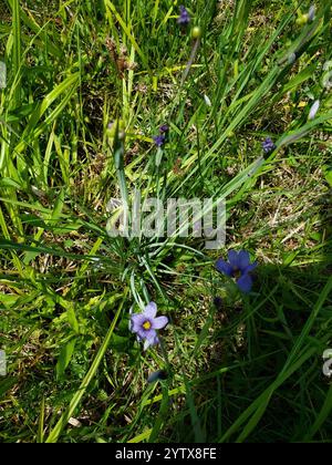 Herbe stricte aux yeux bleus (Sisyrinchium montanum) Banque D'Images