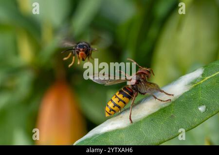 Le frelon européen (Vespa crabro) repousse le frelon asiatique (Vespa velutina) Banque D'Images