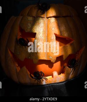 Décor d'Halloween - beaucoup d'araignées noires sur une veilleuse orange. Sur un fond noir, placez-le pour le texte. Banque D'Images