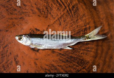 Sombre ou Shemaya. Poisson séché sur une assiette en céramique. Poisson gras très savoureux pour la bière. Banque D'Images