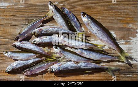 Sombre ou Shemaya. Poisson séché sur une surface en bois. Poisson gras très savoureux pour la bière. Banque D'Images