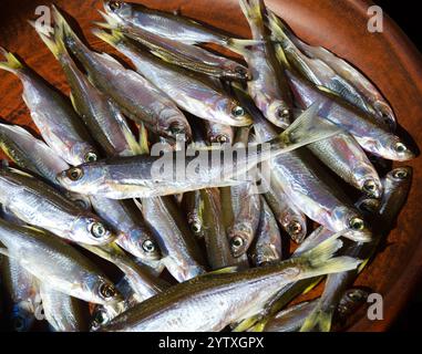 Sombre ou Shemaya. Poisson séché sur une assiette en céramique. Poisson gras très savoureux pour la bière. Banque D'Images