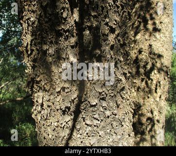 Tamboti (Spirostachys africana) Banque D'Images