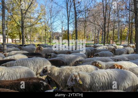 Madrid, Madrid, ESPAGNE. 8 décembre 2024. Une centaine de moutons avec leurs jeunes bergers marchent dans plusieurs rues de Madrid de Ciudad Universitaria à Casa de Campo (crédit image : © Richard Zubelzu/ZUMA Press Wire) USAGE ÉDITORIAL SEULEMENT! Non destiné à UN USAGE commercial ! Banque D'Images