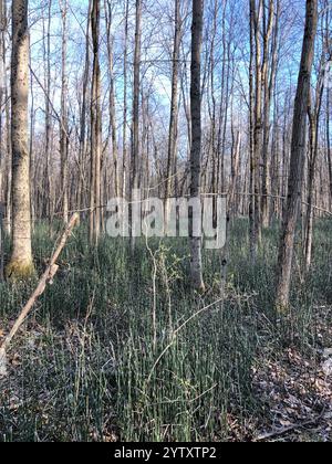 Gruau de l'ouest (Equisetum hyemale affine) Banque D'Images