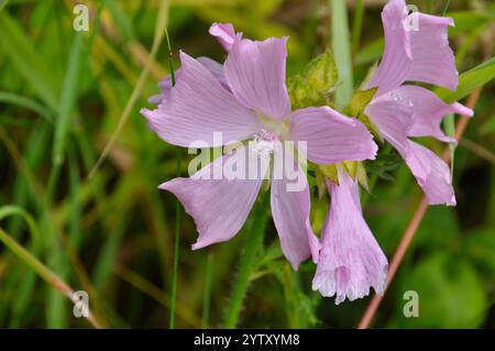 Althaea officinalis, la mauve commune des marais, poussant dans les prairies rugueuses et les dunes de sable de la réserve naturelle nationale de Braunton Burrows, dans le nord du Devo Banque D'Images