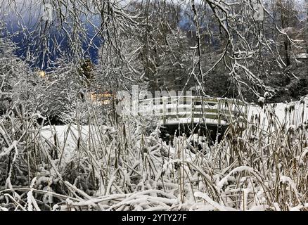 une scène hivernale sereine avec un pont en bois enneigé entouré d'un enchevêtrement de branches givrées et de roseaux. Le contraste vibrant du bl profond Banque D'Images