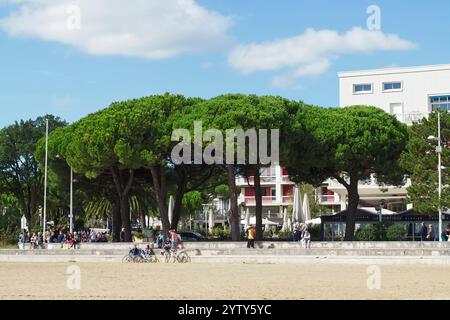 Les pins fournissent de l'ombre sur le front de mer à Royan, Côte de beauté, Nouvelle-Aquitaine, France, Europe Banque D'Images