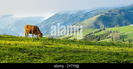 Une vache brune pèle paisiblement sur une colline verdoyante, entourée de montagnes vallonnées et de forêts, mettant en valeur la beauté des paysages ruraux et nat Banque D'Images