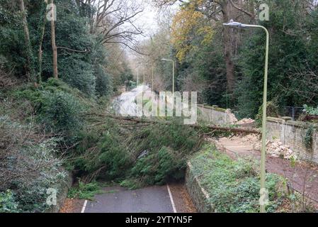 Oxford, Royaume-Uni, 8 décembre 2024. Un grand arbre bloque Headington Hill complètement après la tempête Darragh. Headington Hill est la route principale reliant Oxford City Centre à Londres et la M40. Les autobus et autres véhicules sont déviés avant le début des travaux de déblaiement de la route. Crédit : Martin Anderson/Alamy Live News. Banque D'Images