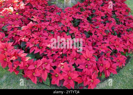 Beverly Hills, Californie, USA 7 décembre 2024 poinsettias au Beverly Hills Hotel le 7 décembre 2024 à Beverly Hills, Californie, USA. Photo de Barry King/Alamy Stock photo Banque D'Images