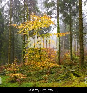 Arbre à feuilles d'automne lumineux dans une forêt de pins Banque D'Images