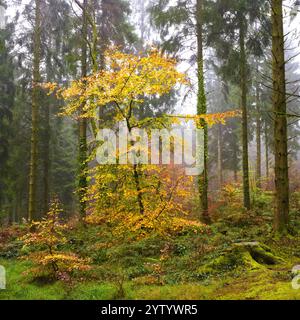 Arbre d'automne à feuilles orange vif. Penché dans la forêt de pins droits. Fond brumeux. Banque D'Images