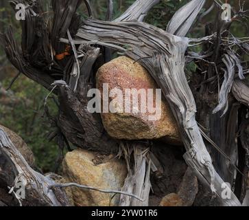 Contraste fascinant et expressif vu dans l'entrelacement de roches et de rochers avec du bois fibreux d'arbres dans les montagnes sauvages Chiricahua du sud-est de l'Arizona Banque D'Images