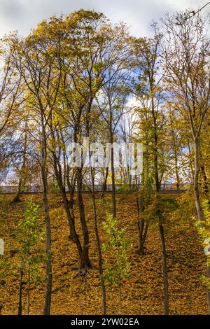 Grands arbres avec de grandes racines sur une colline dans un parc municipal d'automne. Ciel bleu visible à travers les arbres. Feuilles jaunes tombées sur le sol. Banque D'Images