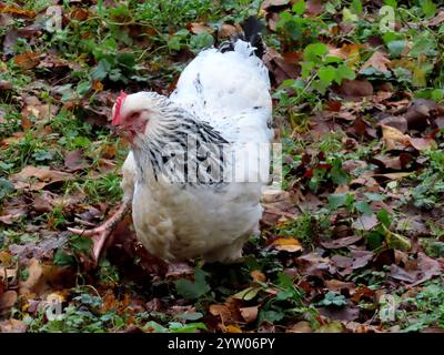 ...Eine prachtvolle Rasse - die im 199. Jahrhundert in Deutschland gezuechtet wurde - zutraulich - ruhig - gute Legeleistung... Sundheimer Raufußhuhn *** une race magnifique qui a été élevée en Allemagne au 199ème siècle faisant confiance au calme bonne performance de ponte Sundheim Grouse Banque D'Images