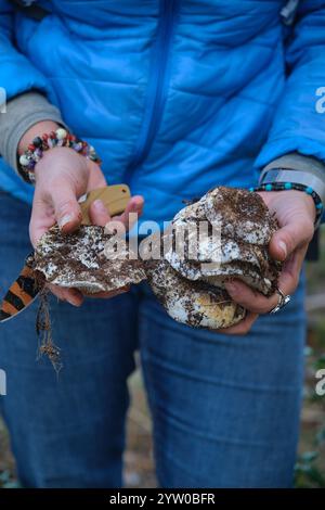Champignons et champignons de lait dans leurs mains Banque D'Images