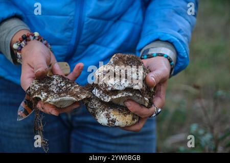 Champignons et champignons de lait dans leurs mains Banque D'Images