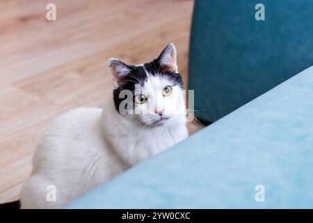 Un charmant chat noir et blanc est confortablement assis sur un canapé bleu doux, ce qui en fait une scène délicieuse dans un salon confortable Banque D'Images