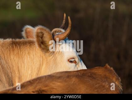 Mise au point sélective gros plan de la tête de vache à moitié cachée par le corps d'une autre vache, vue latérale d'une partie de la tête de vache avec des cornes courbées Banque D'Images