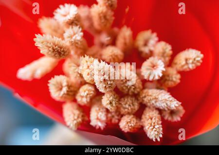 Gros plan détaillé d'une collection de fleurs séchées magnifiquement disposées dans un récipient rouge vif, mettant en valeur leurs caractéristiques complexes Banque D'Images