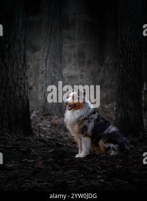 Un majestueux berger australien capturé dans une forêt tranquille et ombragée. Les tons cinématographiques soulignent l'esprit loyal et aventureux. Banque D'Images