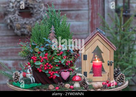 arrangement de jardin de noël avec gaultheria procumbens et conifères dans un vieux moule gugelhupf et une lanterne en bois Banque D'Images