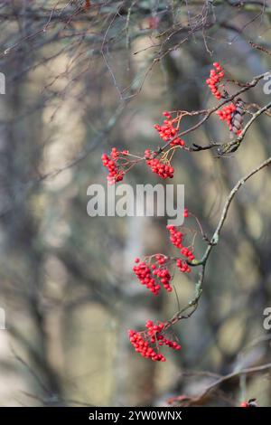 Baies rouges sur un Rowan, ou frêne de montagne (Sorbus aucuparia) dans un bois à la fin de l'automne du début de l'hiver Banque D'Images