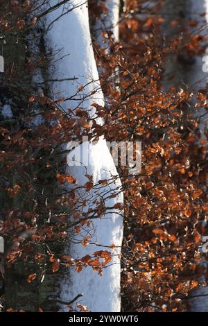 Le tronc d'un hêtre enneigé (Fagus Sylvatica) avec des feuilles séchées sur l'arbre en hiver Banque D'Images