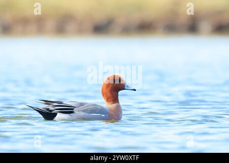 Un wigeon eurasien mâle Mareca penelope nageant sur l'eau Banque D'Images