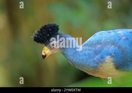 Gros plan d'un grand turaco bleu, Corythaeola cristata, perching d'oiseaux Banque D'Images