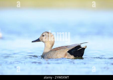 Un gadwall, Mareca strepera, canard mâle, nageant vers la caméra. Banque D'Images