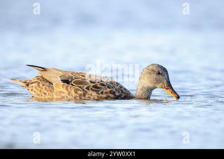 Un gadwall, Mareca strepera, canard femelle, nageant vers la caméra. Banque D'Images