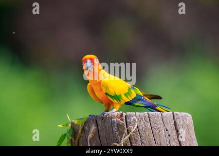 Libre de sun ou perruche conure soleil Aratinga solstitialis, oiseau. Il s'agit d'une moyenne taille, perroquet aux couleurs vives originaire du l'Amérique du Sud Banque D'Images