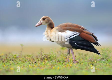 Oie égyptienne, Alopochen aegyptiacus, buvant sur une prairie. Ils sont originaires d'Afrique au sud du Sahara et de la vallée du Nil Banque D'Images