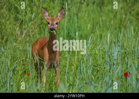 Femelle de cerf rodé (Capreolus capreolus) avec des feuilles dans le museau debout dans les terres agricoles se nourrissant de céréales, Hesse, Allemagne Banque D'Images