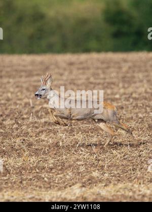 Roebuck (Capreolus capreolus) courir et sauter dans les terres agricoles, Hesse, Allemagne Banque D'Images