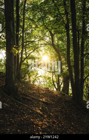 Le soleil brillant brille magnifiquement à travers les arbres luxuriants dans la forêt vibrante, créant un environnement naturel magnifique autour Banque D'Images