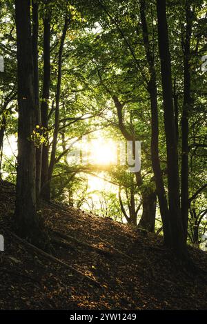 Le soleil brillant brille magnifiquement à travers les arbres luxuriants dans la forêt vibrante, créant un environnement naturel magnifique autour Banque D'Images