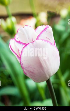 Gros plan d'une tulipa unique qui vient d'être embrassée. Une tulipe blanche et rose à floraison printanière unique appartenant au groupe de tulipes Triumph Division 3 Banque D'Images