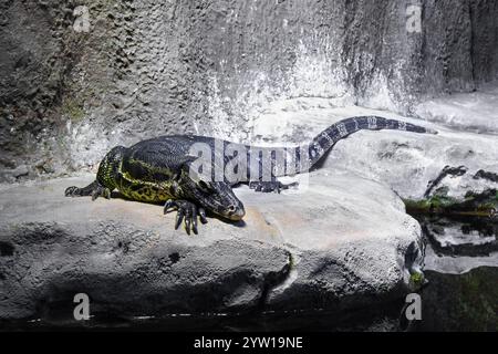Grand lézard moniteur dans une grotte sombre. Dangereux prédateur. Banque D'Images