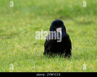 Portrait d'une roche sur l'herbe [ Corvus frugilegus ] Banque D'Images