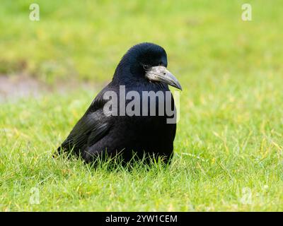 Portrait d'une roche sur l'herbe [ Corvus frugilegus ] Banque D'Images