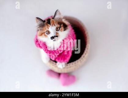 vue de dessus de chaton mignon pelucheux en pull doux rose couché dans un panier en osier sur fond blanc Banque D'Images