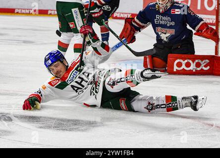 Cologne, Rhénanie du Nord-Westphalie, Allemagne. 8 décembre 2024. L'attaquant des panthères Augsburger CODY KUNYK (20 ans) tombe sur la glace lors du match 24 de la Deutsche Eishockey Liga (Ligue allemande de hockey sur glace) entre les Koelner haie (requins de Cologne) et les panthères Augsburger dans la Lanxess Arena de Cologne, Allemagne, le 8 décembre 2024. (Crédit image : © Kai Dambach/ZUMA Press Wire) USAGE ÉDITORIAL SEULEMENT! Non destiné à UN USAGE commercial ! Banque D'Images