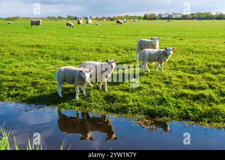 Trois moutons moelleux avec de la laine blanche bouclée se tiennent paisiblement dans un champ verdoyant à côté d'un étang serein à Texel, aux pays-Bas. groupe de moutons dans le pré Banque D'Images