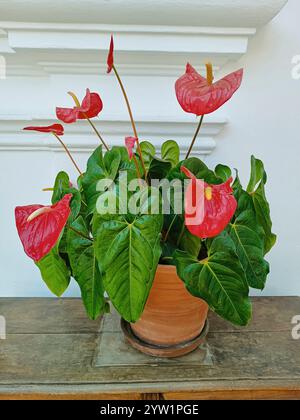 Belles fleurs d'Anthurium dans un pot avec spadix jaune, spathe rouge et feuilles vertes offrant hospitalité et abondance. Banque D'Images