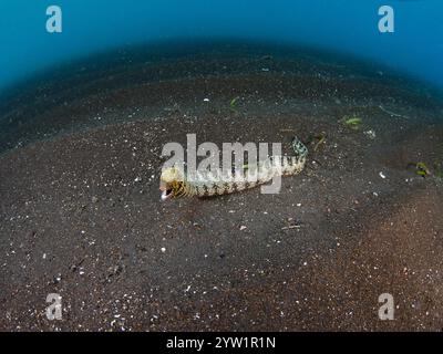 Echidna nebulosa, une moraie sinueuse à flocon de neige, cherche des crustacés pour se nourrir dans le sable noir répandu du détroit de Lembeh, en Indonésie. Banque D'Images