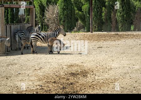 Famille de zèbre devant le fond d'arbre sur une journée ensoleillée Banque D'Images