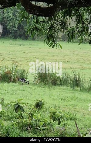 Daressalam Themenfoto : Reise, Afrika, Tansania, Kilimandscharo, 07.12.2024 Der Arusha Nationalpark ist die Heimat einer vielfaelltigen Tierwelt, hier Flamingos Themenfoto : Reise, Afrika, Tansania, Kilimandscharo, 07.12.2024 *** Dar es Salaam Theme photo Travel, Africa, Tanzania, Kilimanjaro, 07 12 2024 Arusha National Park, Juxerfoto Juxerxerjaro Variety of Africa, Justino, Jipso 2024-Jipo, Juxergea, Justino Banque D'Images
